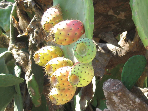 cactus2