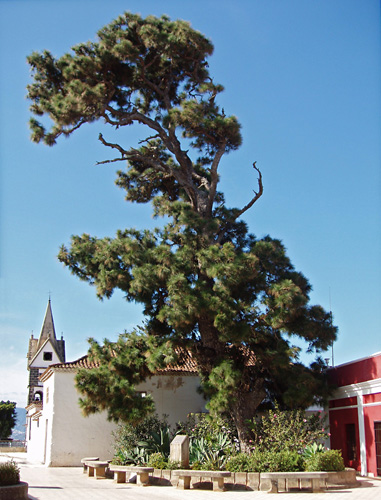 Centenary Pine